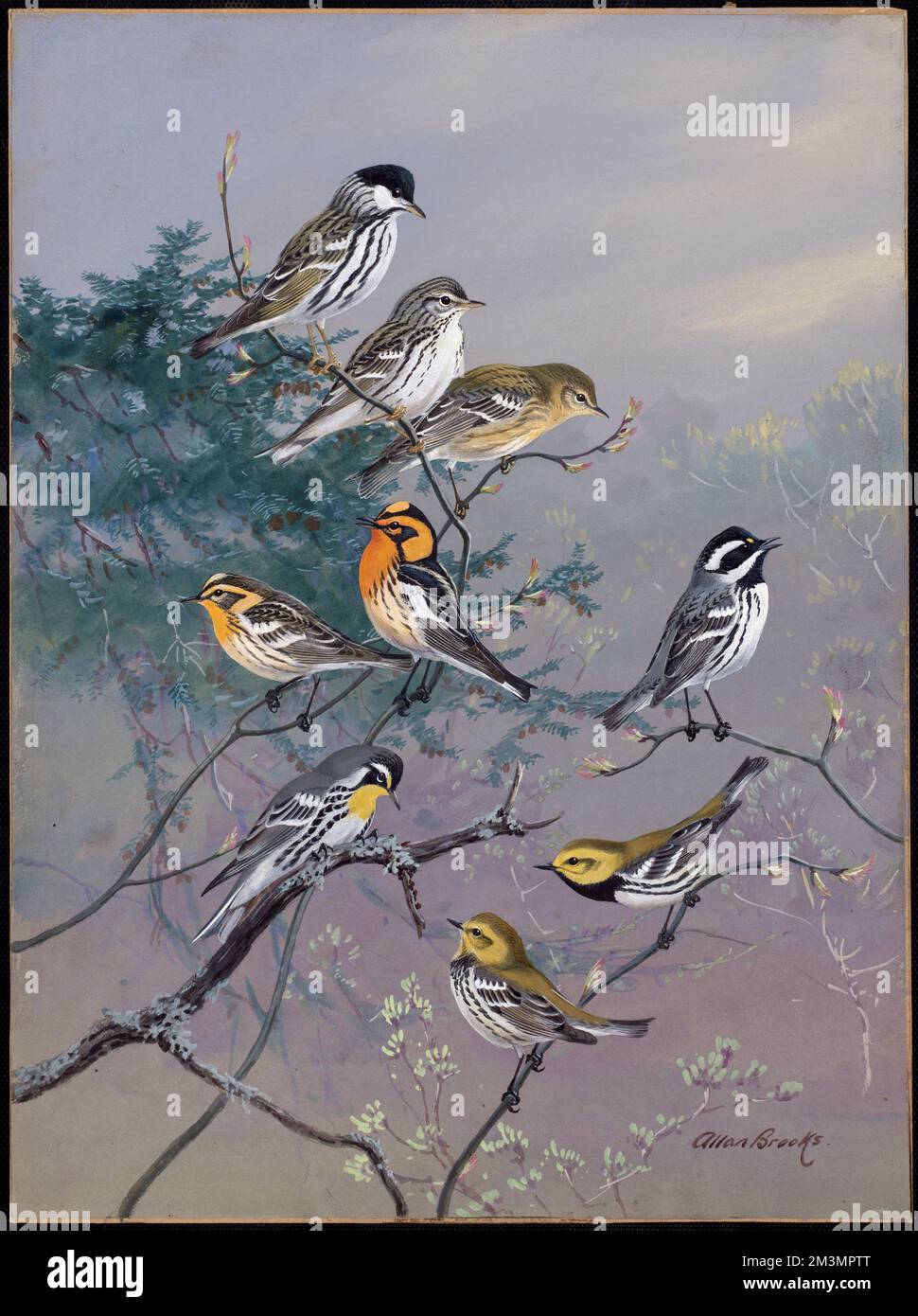 Plate 84: Black-poll warbler, Blackburnian Warbler, Yellow-throated Warbler, Black-throated Gray Warbler, Black-throated Green Warbler , Black-throated green warbler Stock Photo
