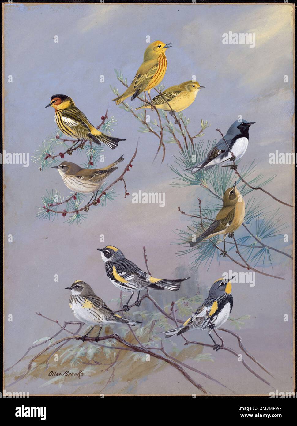 Plate 82: Yellow Warbler, Cape may Warbler, Black-throated Blue Warbler, Myrtle Warbler, Audubon's Warbler , Yellow warbler, Cape May warbler Stock Photo