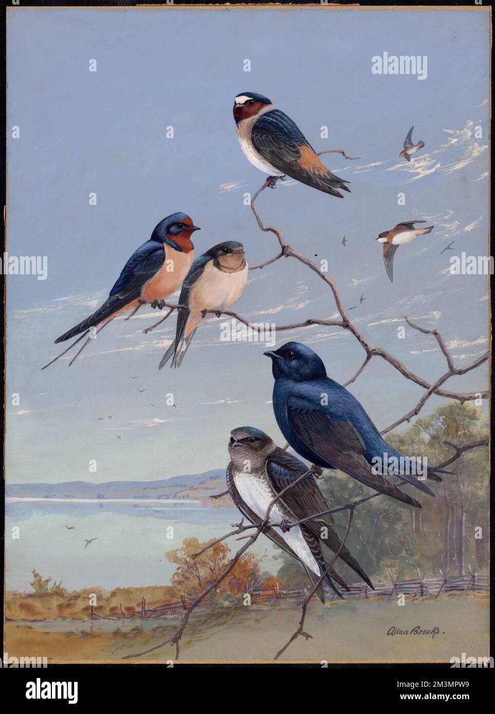 Plate 76: Cliff Swallow, Barn Swallow, Purple Martin , Hirundo ...