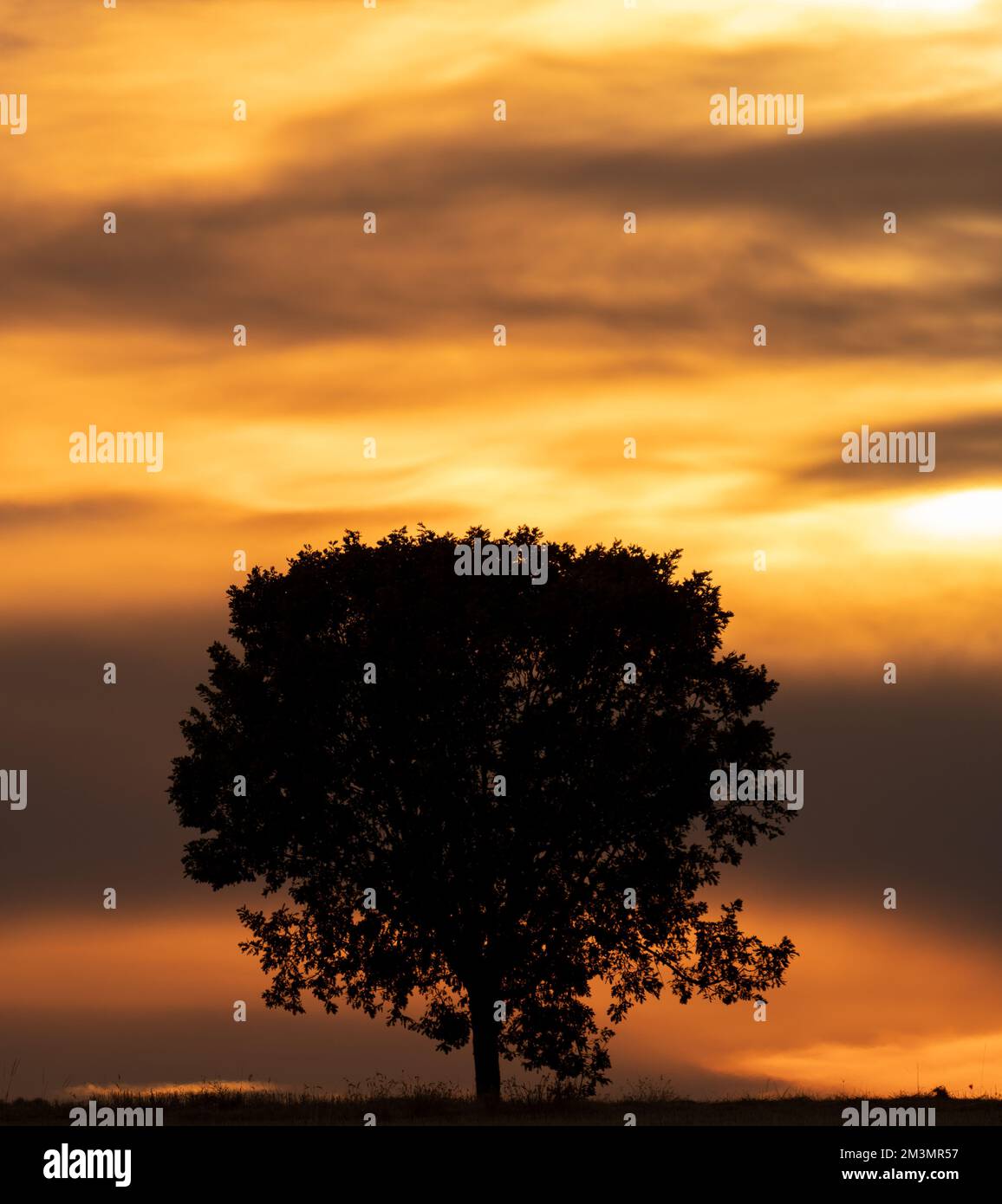 Isolated single tree silhouette at sunset with cloudy sky Stock Photo