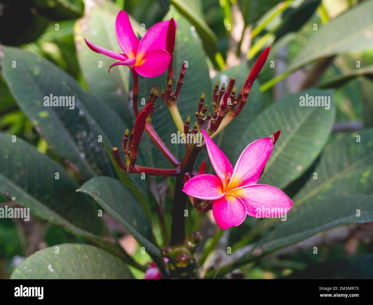 pink flowers with leaves and nature Stock Photo - Alamy
