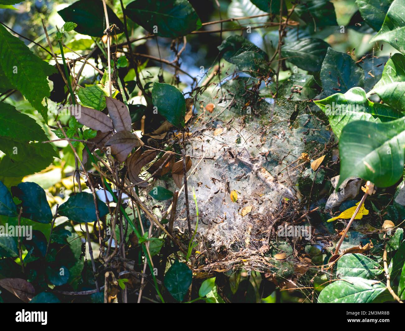 The spider web clings to the leaves Stock Photo - Alamy