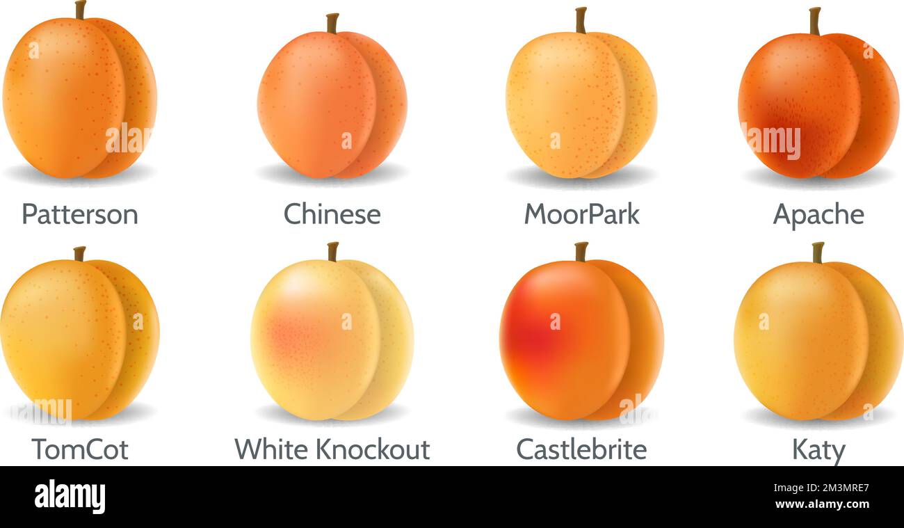 Realistic apricot varieties Stock Vector