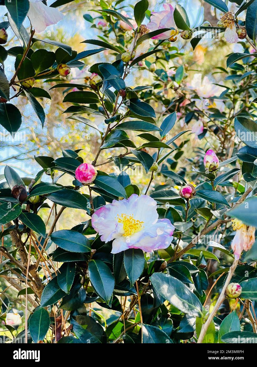 A vertical closeup of Camellias (Camellia) on a bush Stock Photo