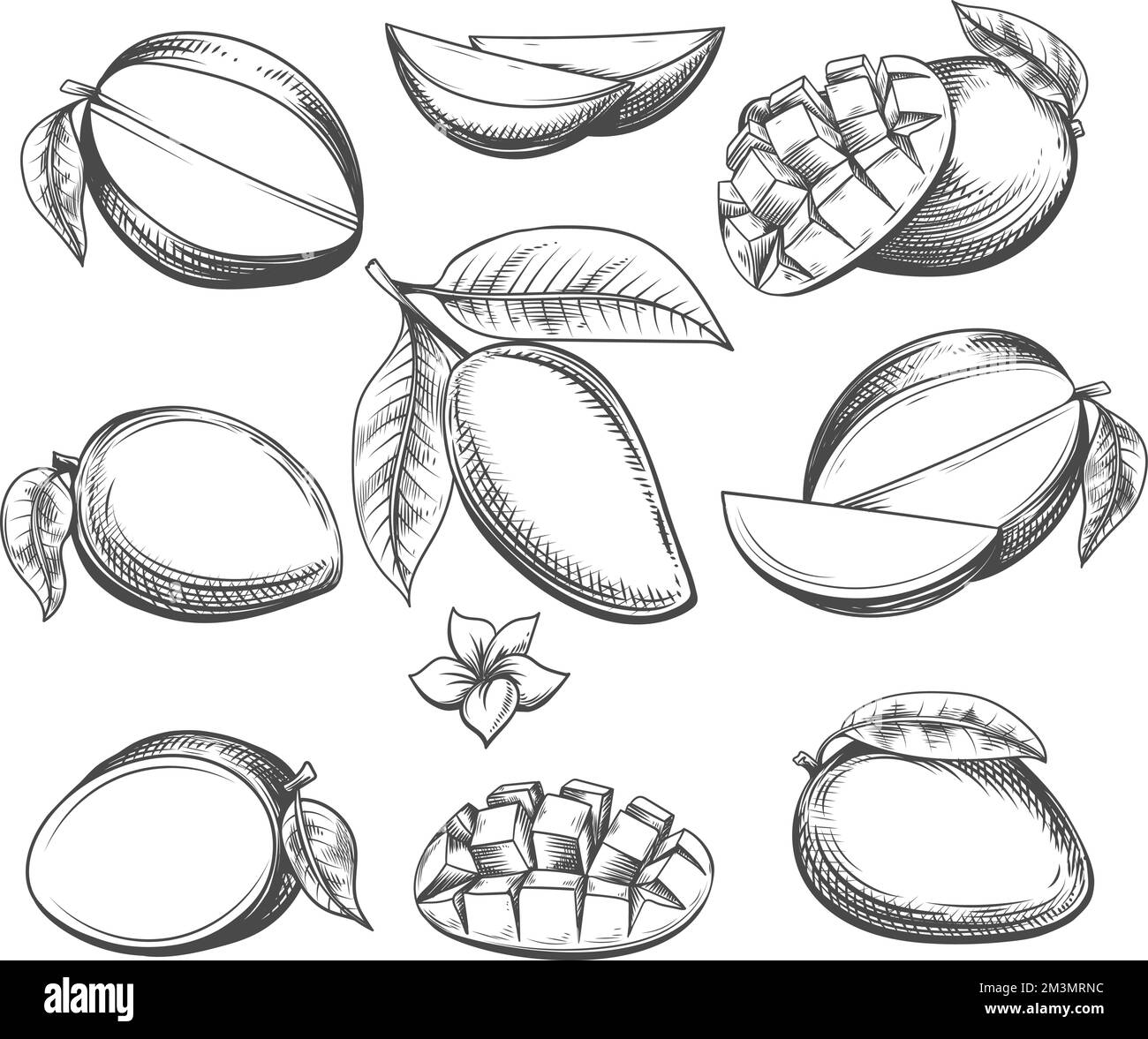 Mango fruits Black and White Stock Photos & Images - Alamy