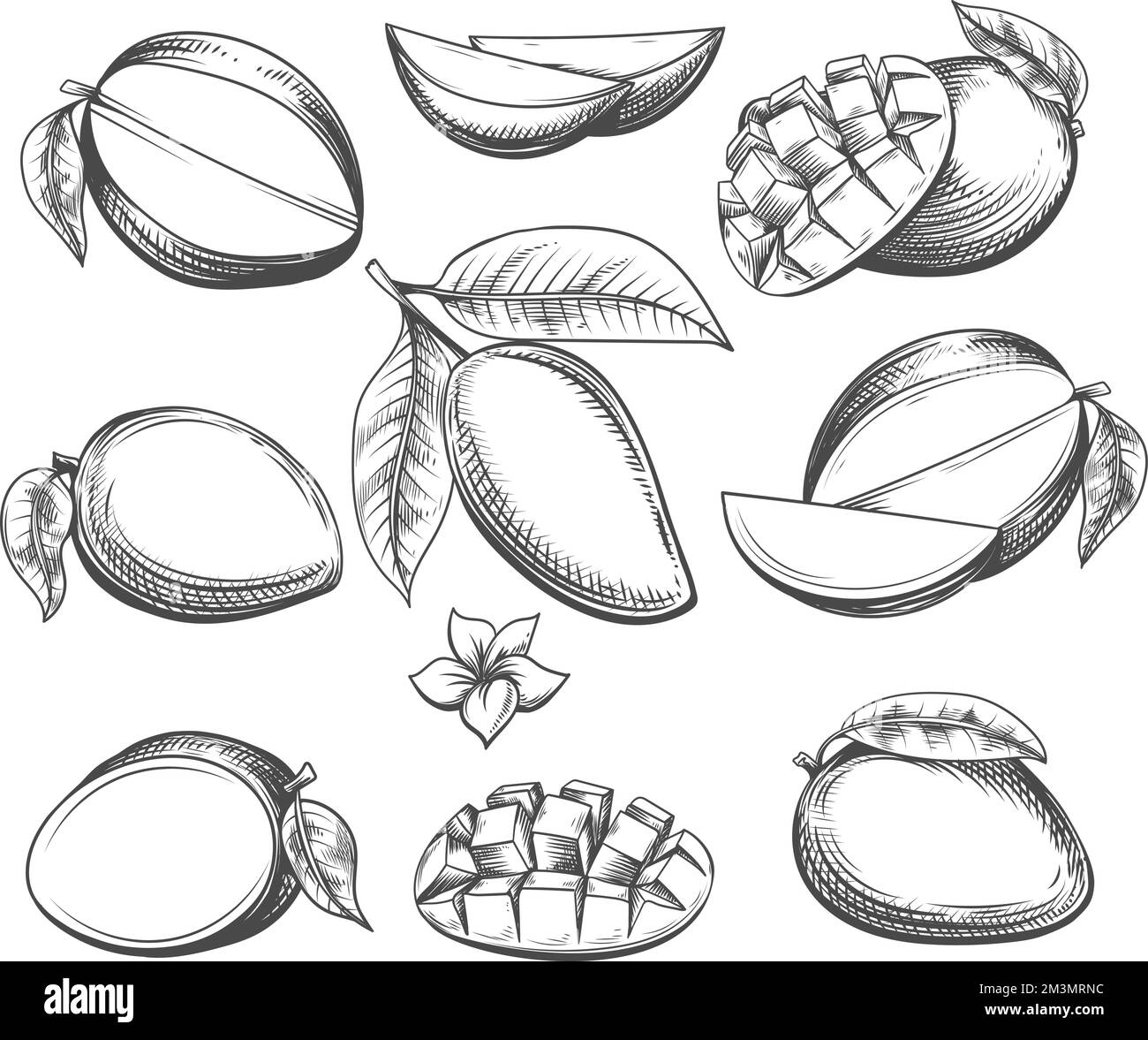 Mango fruits Black and White Stock Photos & Images Alamy
