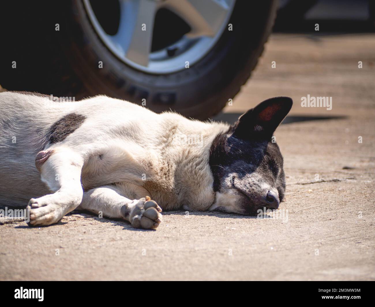 A sleeping black and white striped dog Stock Photo Alamy