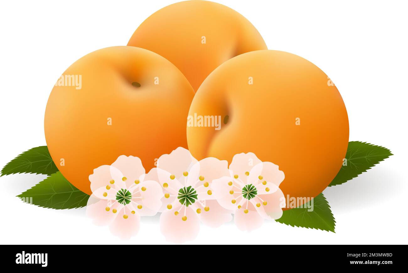 Apricot blossom Stock Vector Images Alamy