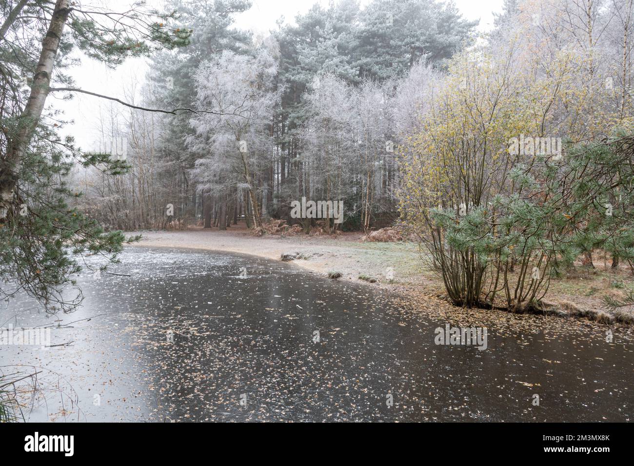 Frozen pond or lake at Frimley Fuel Allotments in December 2022, with hoar frost, Surrey, England, UK Stock Photo