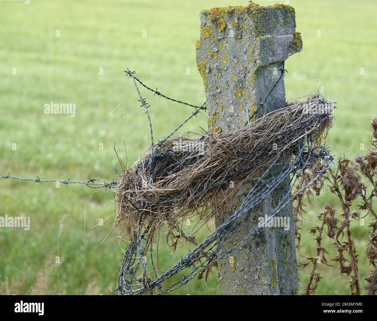 Old concrete pole with lichen and barbed wire and a ring of grass. Stock Photo
