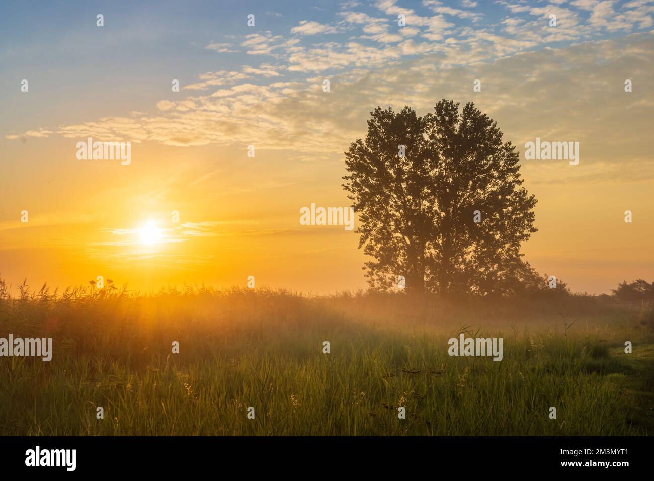 A landscape view of the green grass with a lush tree at sunset Stock ...