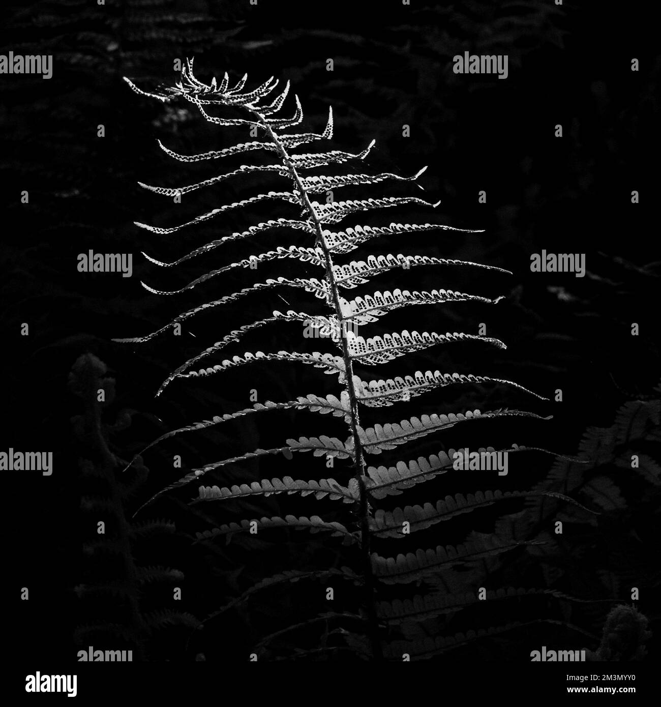 Fine art photograph of common wild ferns in black and white, an image of nature in late spring, in the woodlands and forests of Cannock Chase AONB Stock Photo