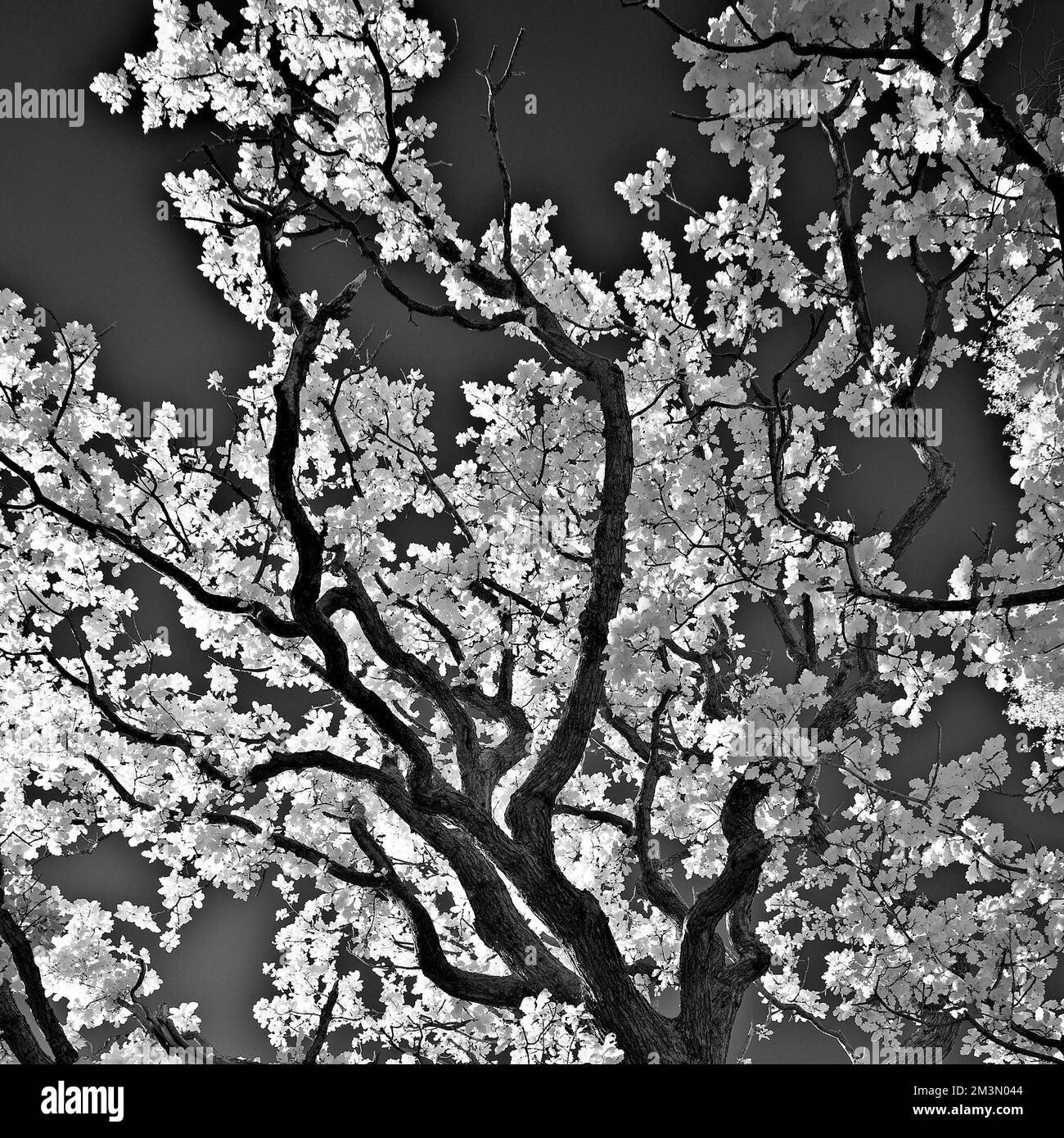 Black and white infrared image of Ancient oak woodland a former medieval royal hunting forest with living and remnants of sessile oak Stock Photo