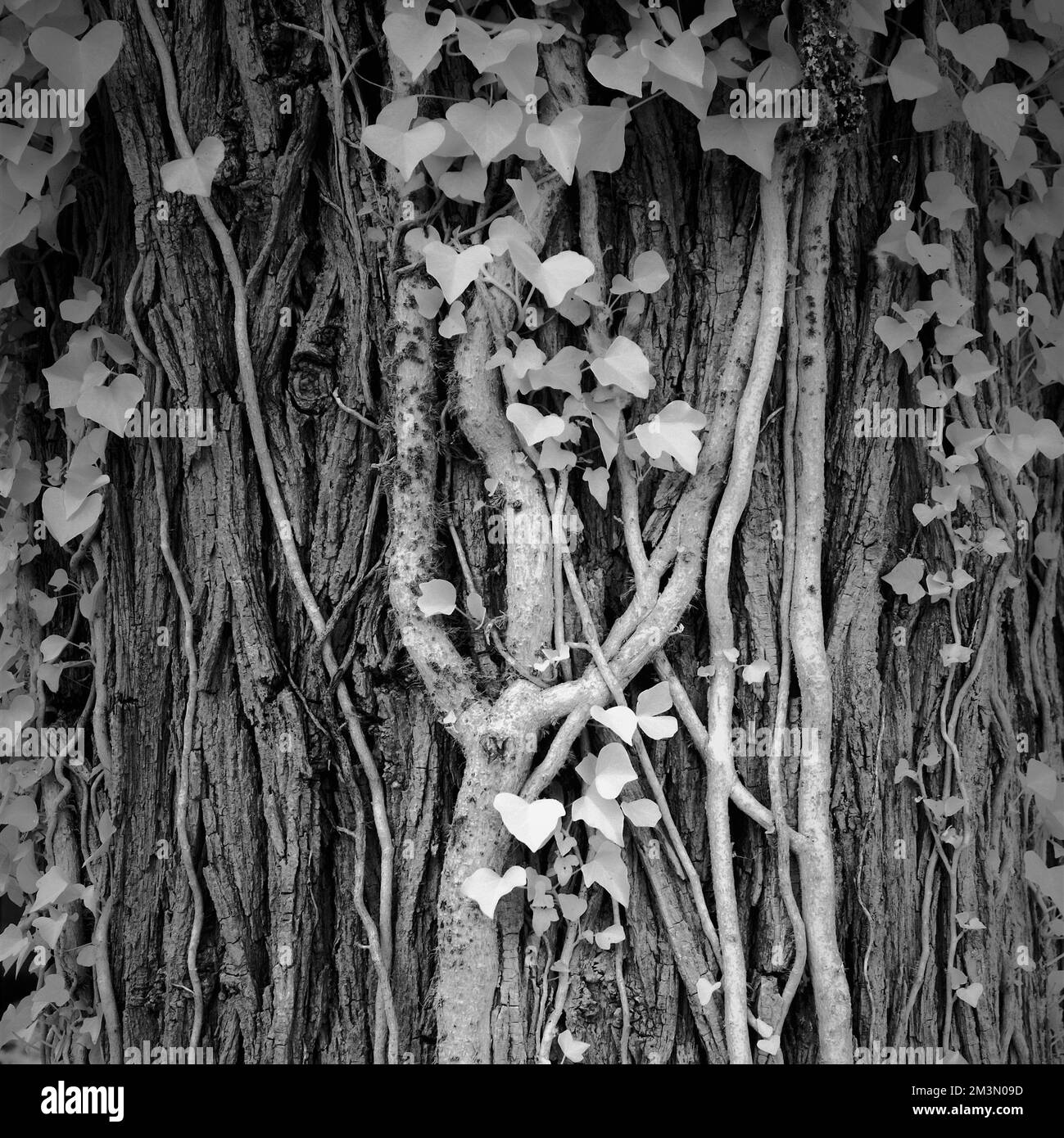 Black and white photograph of English parkland Cannock Chase AONB Area