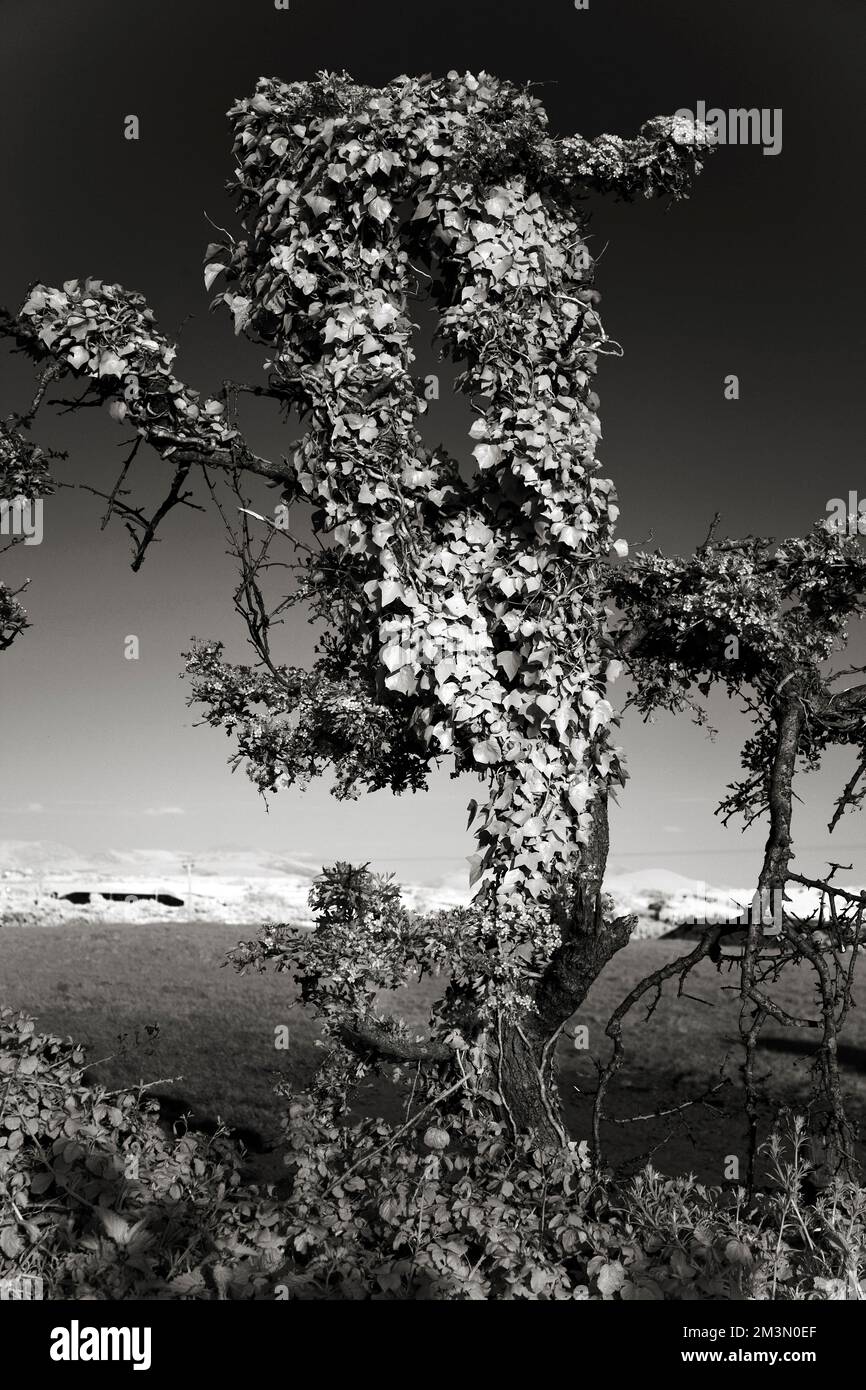Black and white photograph of Ivy covered Hawthorn hedge in the shape