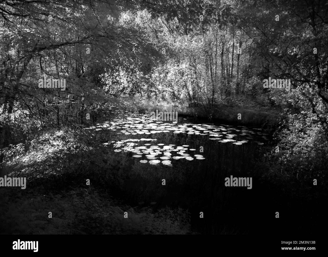 Fine art photograph semi abstract shot of a woodland Lily Pond taken using in camera multiple exposures in black and white, an image of nature Stock Photo