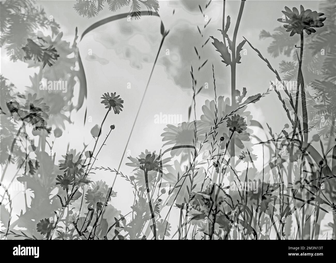Fine art photograph semi abstract shot of wild flowers and plant life using in camera multiple exposures in black and white, an image of nature Stock Photo