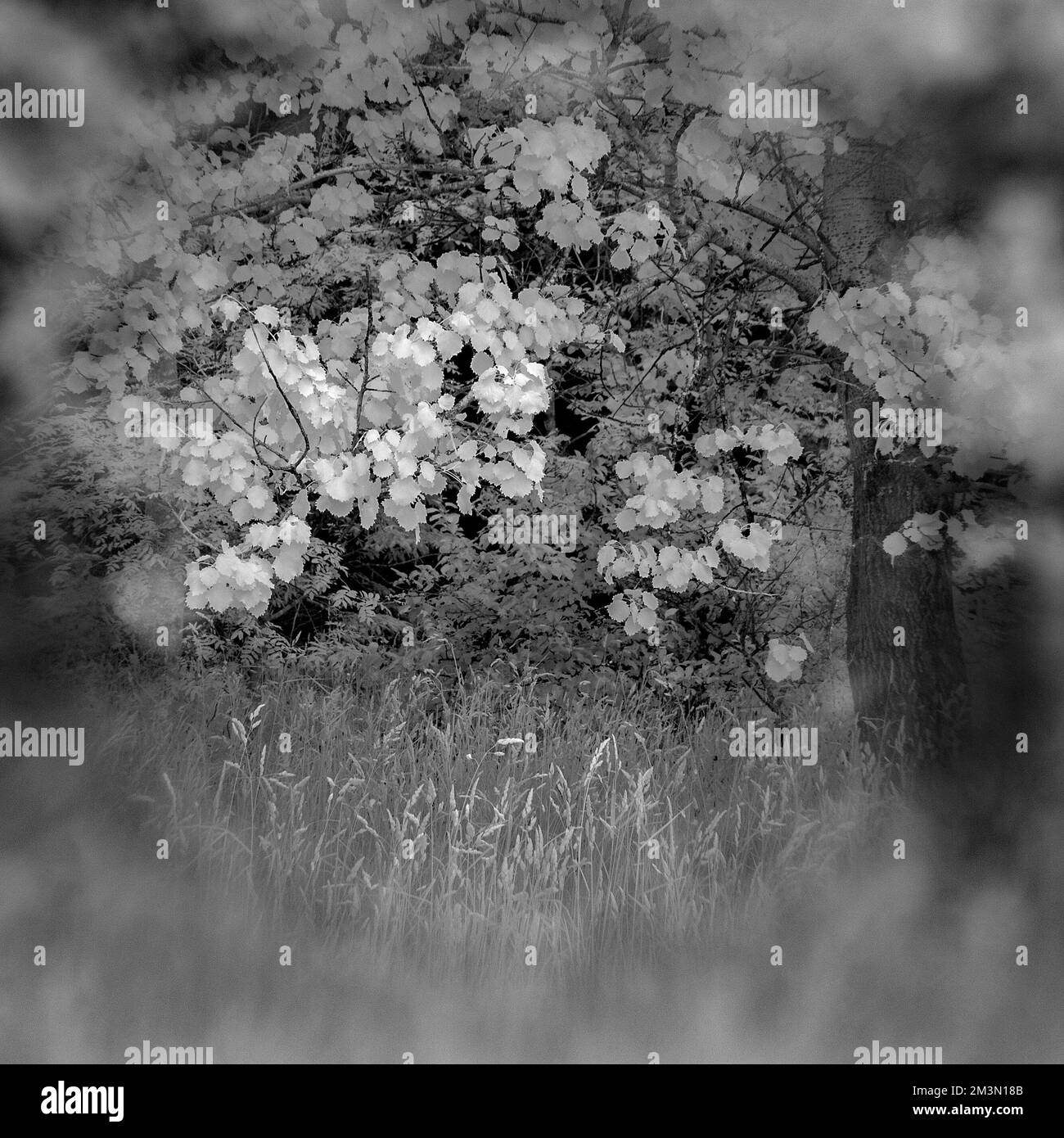 Fine art photograph woodland bathed in beautiful late evening light with images of trees in black and white, a fine art take of nature in summer, Stock Photo