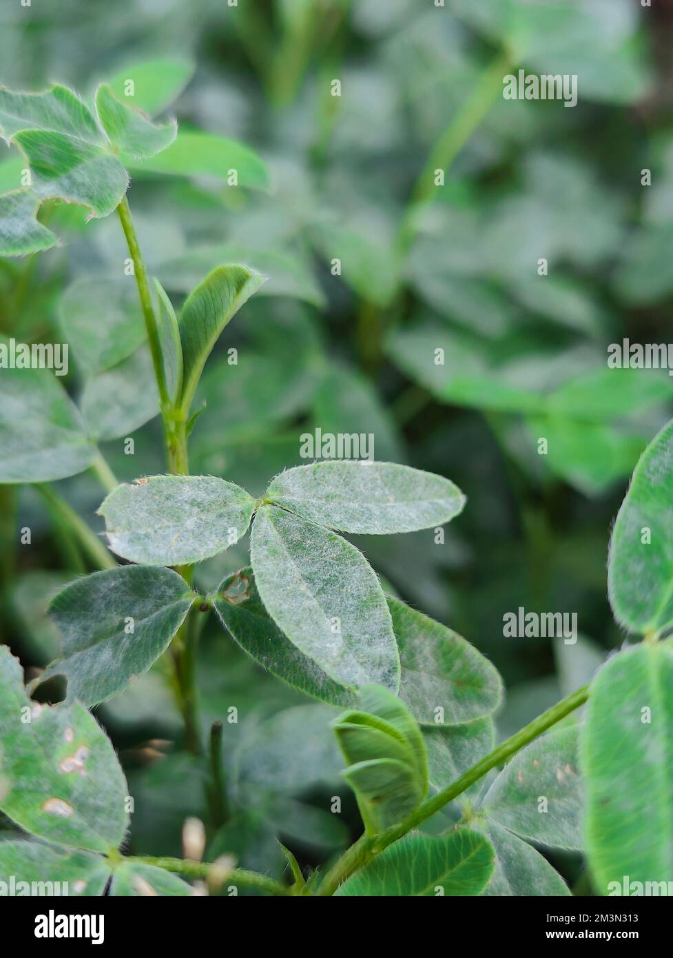 A natural background with green leaves on garden shrubs Stock Photo - Alamy