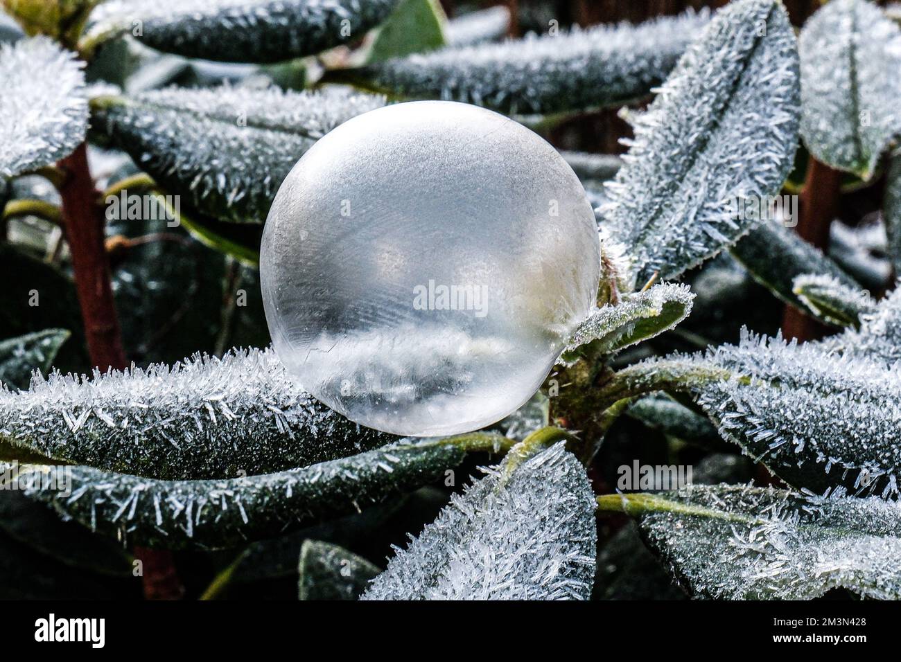 Frozen Ice bubble blown onto plant leaves and flowers Stock Photo