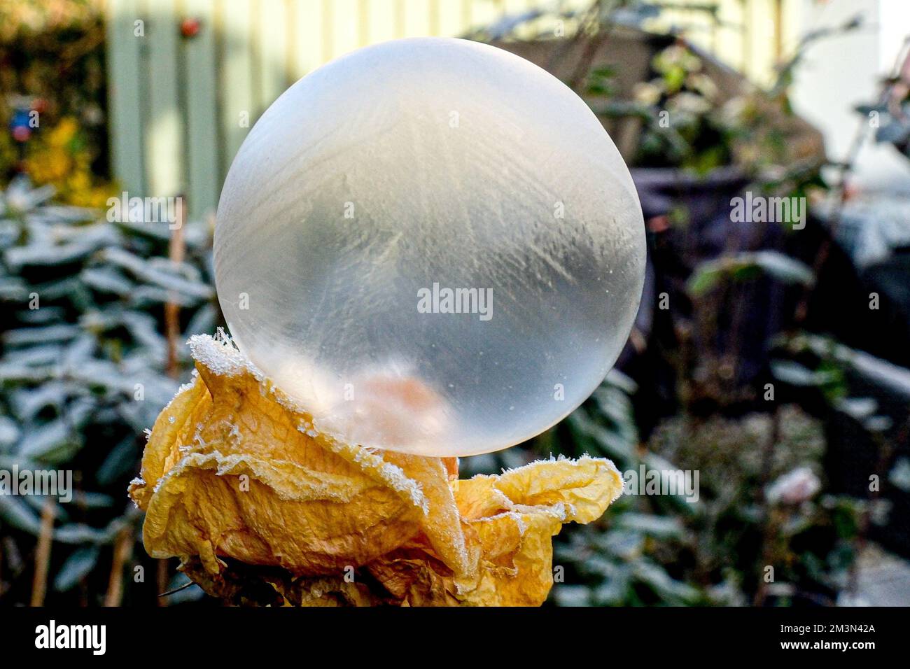 Frozen Ice bubble blown onto plant leaves and flowers Stock Photo