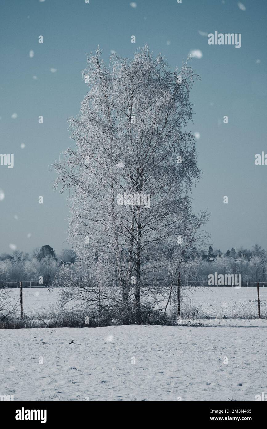 Snowy birch tree on a wintry field. Frost forms ice crystals on the