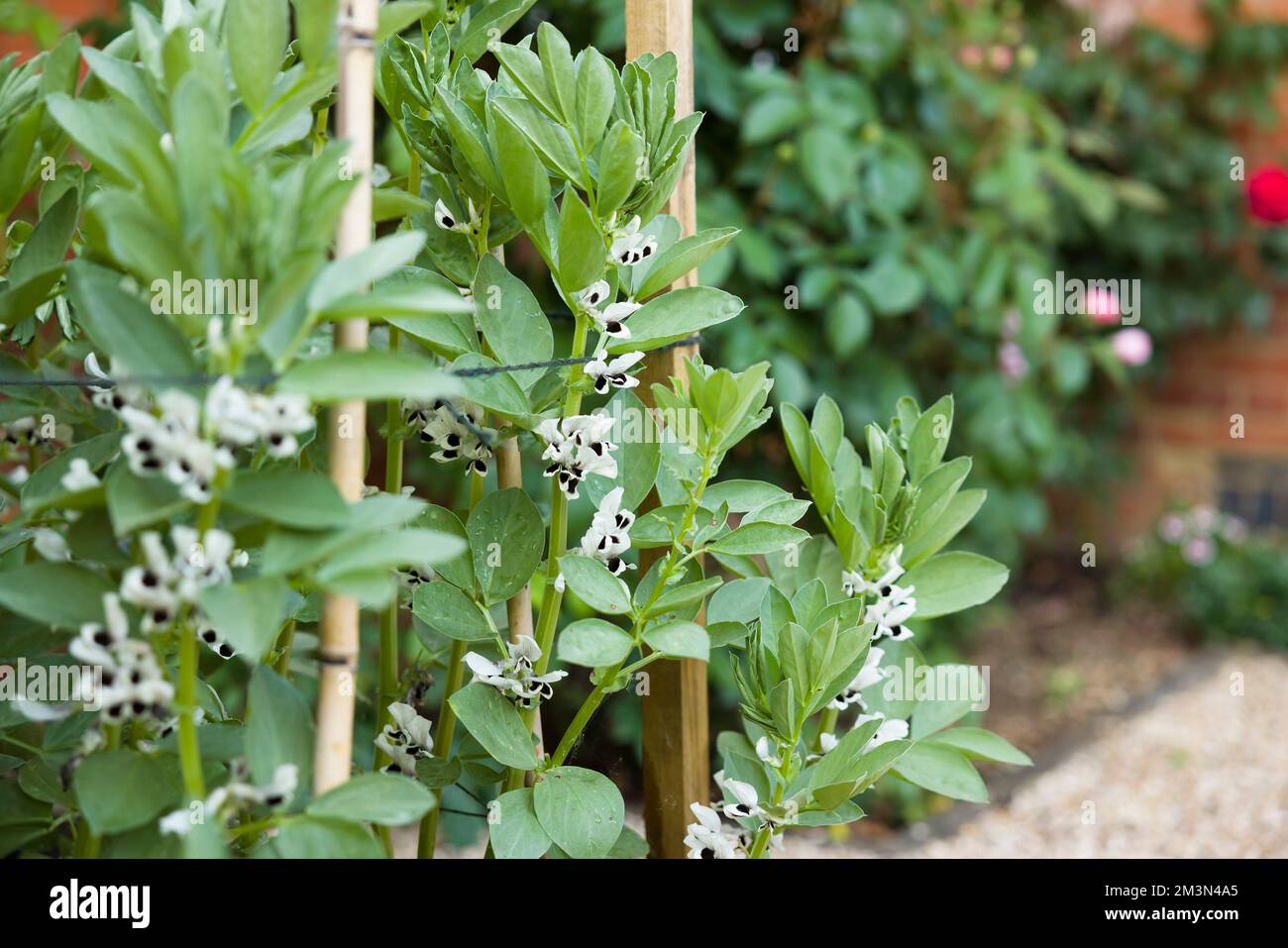 Broad beans in flower, plants growing in a vegetable plot in an English garden, UK Stock Photo