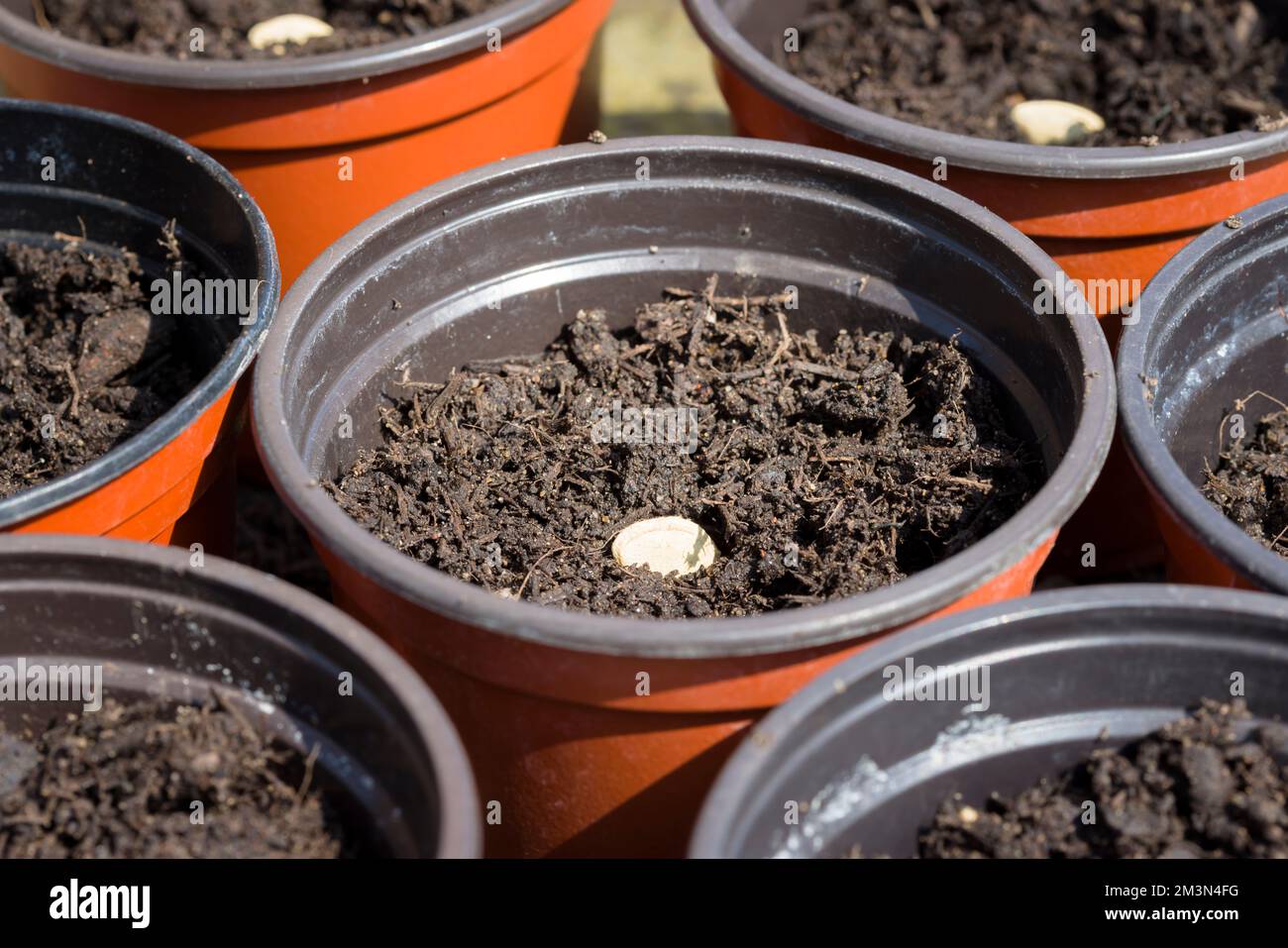Planting seeds, courgette seeds sown in individual pots in a garden in spring, UK Stock Photo