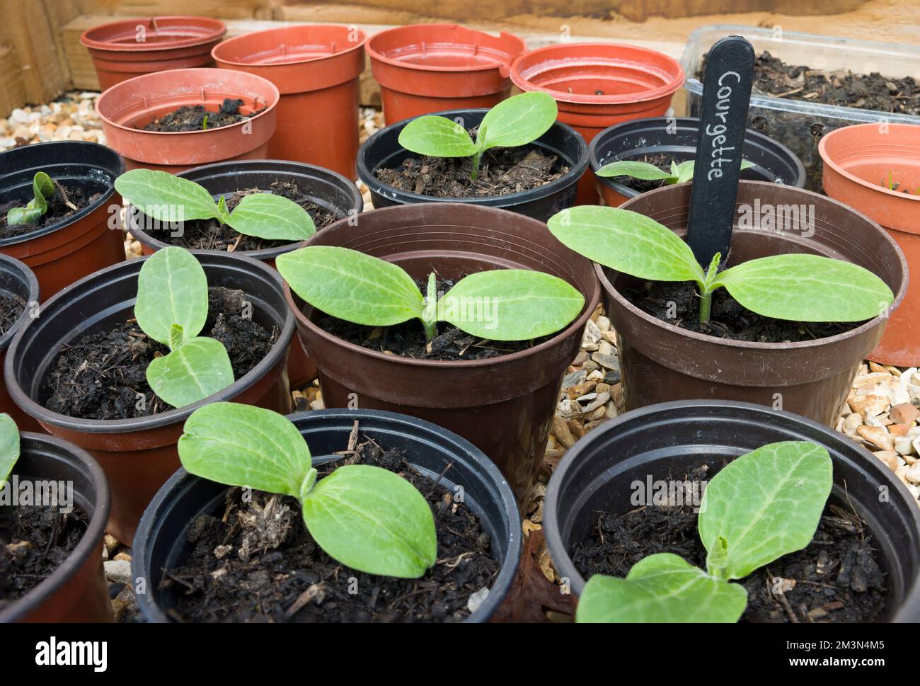 Young courgette plants (zucchini) in pots. Growing vegetable seedlings, UK Stock Photo