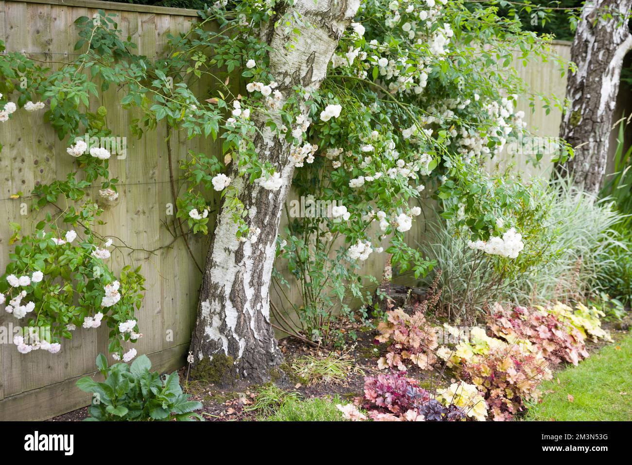 White rambling rose bush trained against a fence and growing around a silver birch tree in a UK garden flowerbed Stock Photo