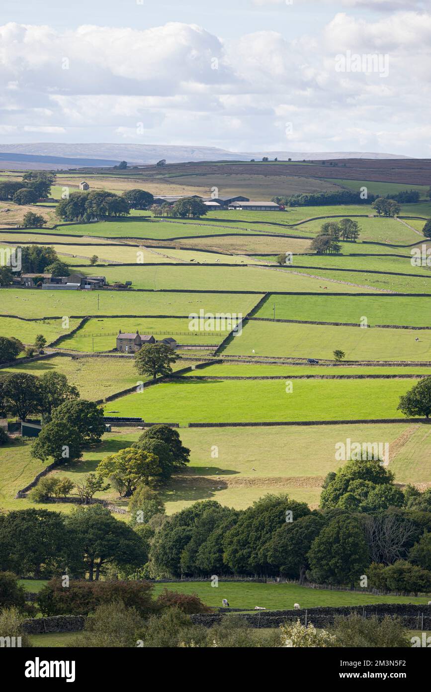 UK countryside, farm land with fields divided by drystone walls and sheep and cows grazing. Nidderdale AONB, North Yorkshire, England, UK Stock Photo