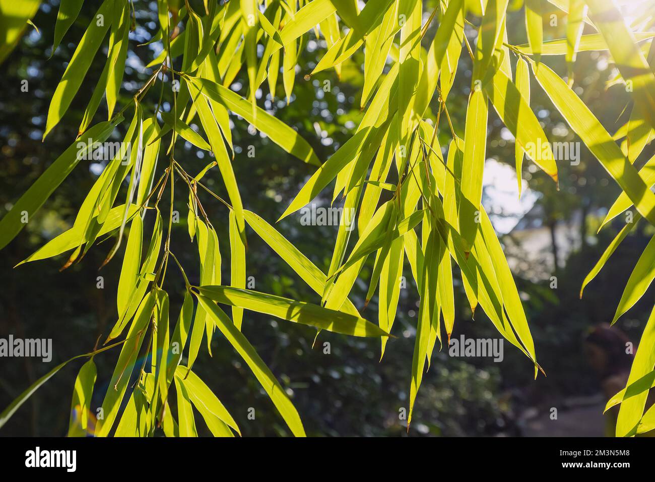 Tree branch or a new sprout aspiring to the upper tier of the forest to