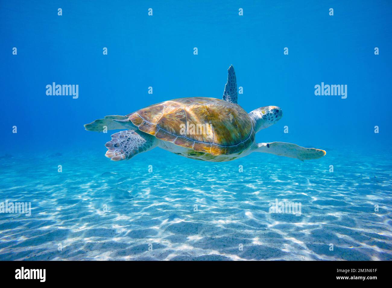 Beautiful Green Sea Turtle Swimming In The Caribbean Sea. Blue Water ...