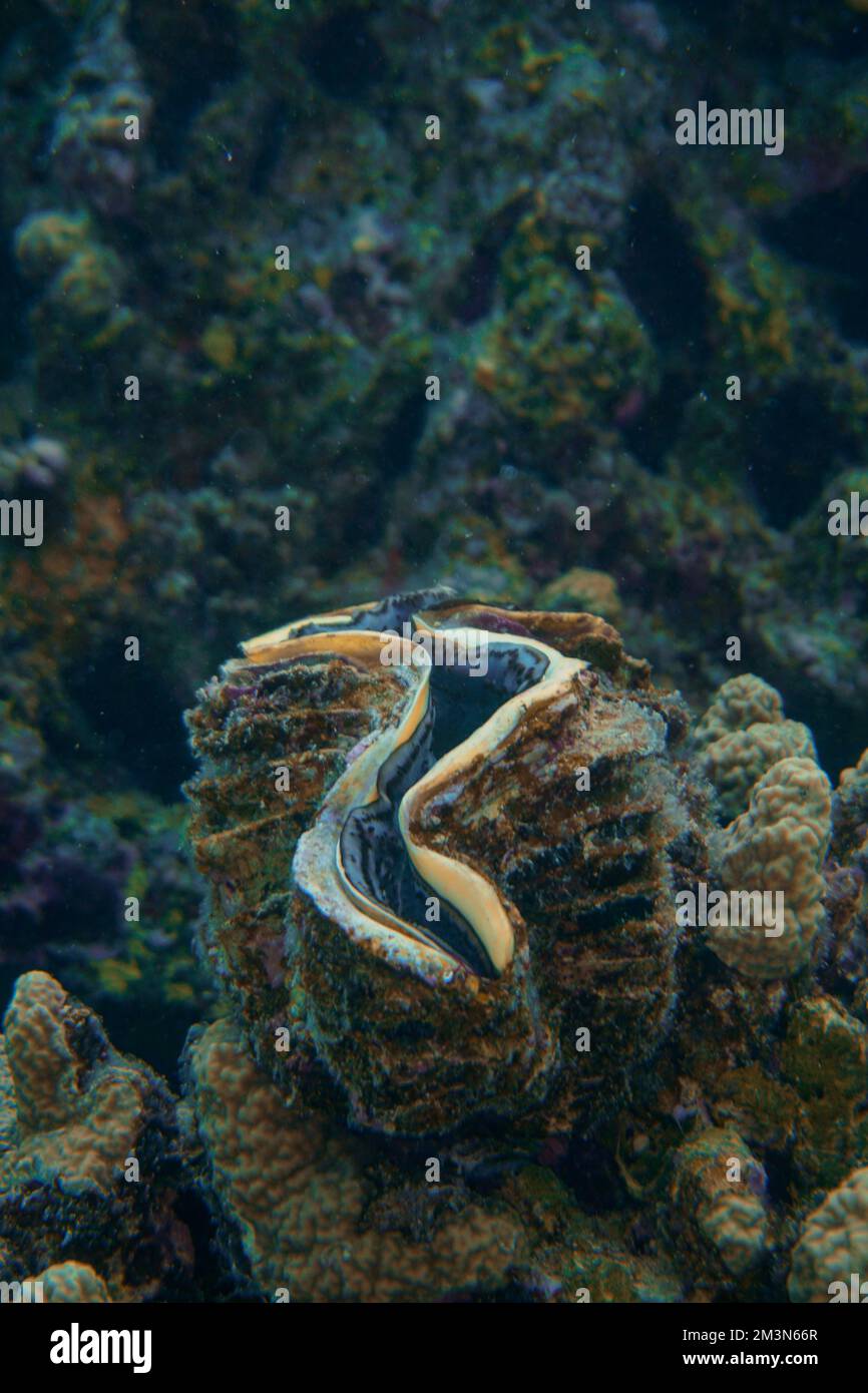 clams underwater