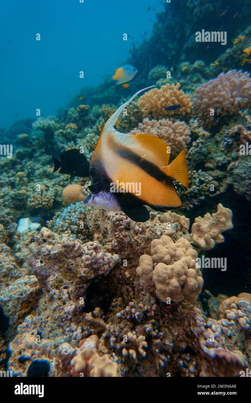 A beautiful yellow pennant coral fish in the colourful coral reef in the Red Sea in Egypt. Scuba Diving underwater photography Stock Photo