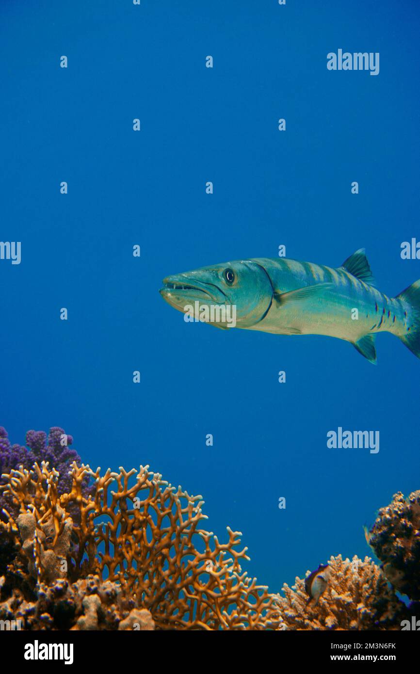 A beautiful big large great barracuda in the colourful coral reef in the Red Sea in Egypt with camo pattern. Scuba Diving underwater photography Stock Photo