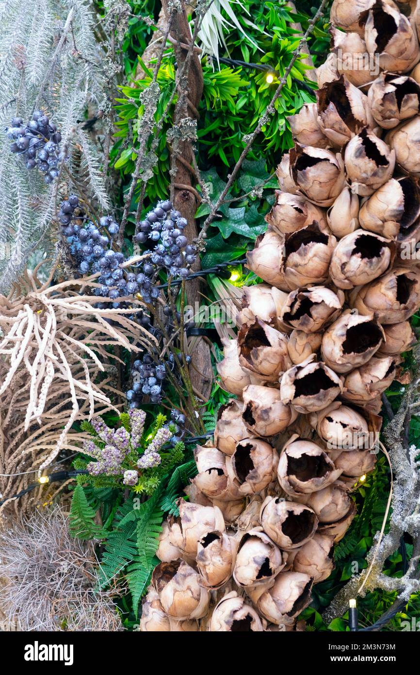 Natural plant materials branches bark seeds berries and seed pods some dyed to form Christmas decoration outside store in London UK 2022   KATHY DEWITT Stock Photo