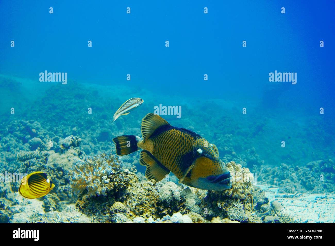 Beautiful Picasso Titan Triggerfish, trigger fish on a Colorful Coral