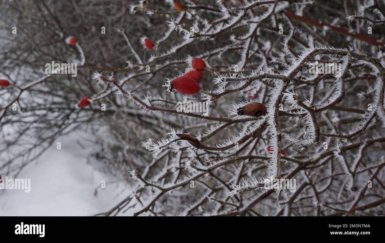 Red berries in snow, ice crystals Stock Photo Alamy