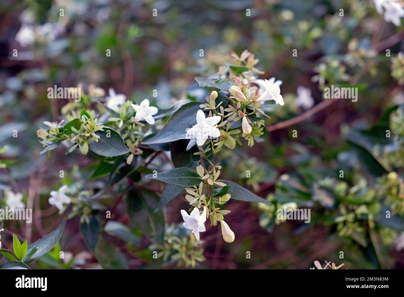 Winter flowering shrub with white flowers in December 2022 London