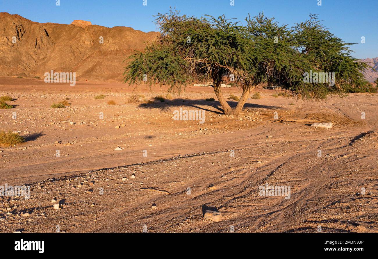 Landscape in Timna Park in Arava desert, Israel Stock Photo