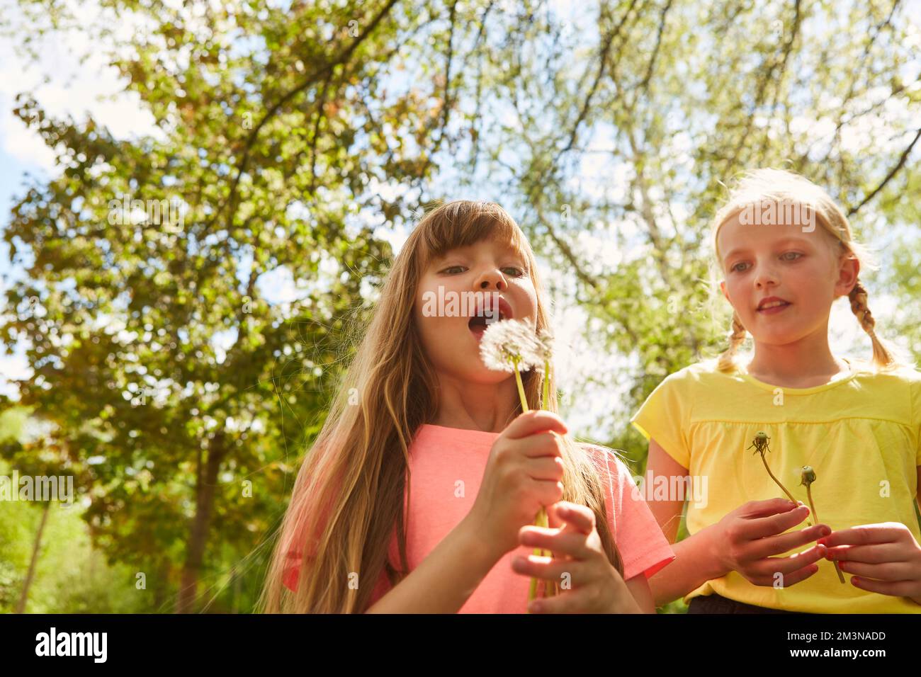 Elementary girl looking at female friend blowing dandelion in park on sunny day during vacation Stock Photo
