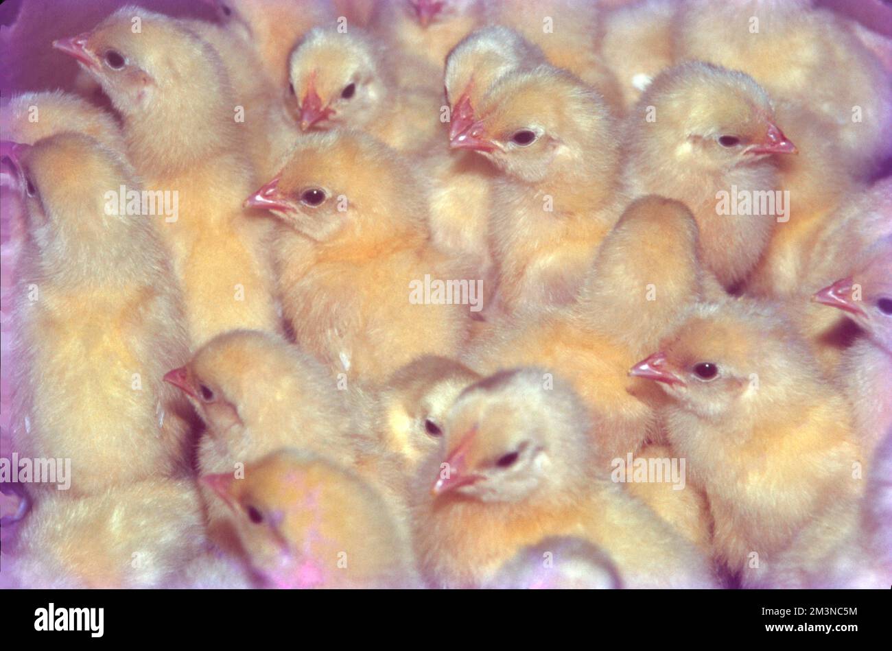 Poultry Farm at Nammakal, Tamil Nadu Poultry farming is beneficial for the production of eggs