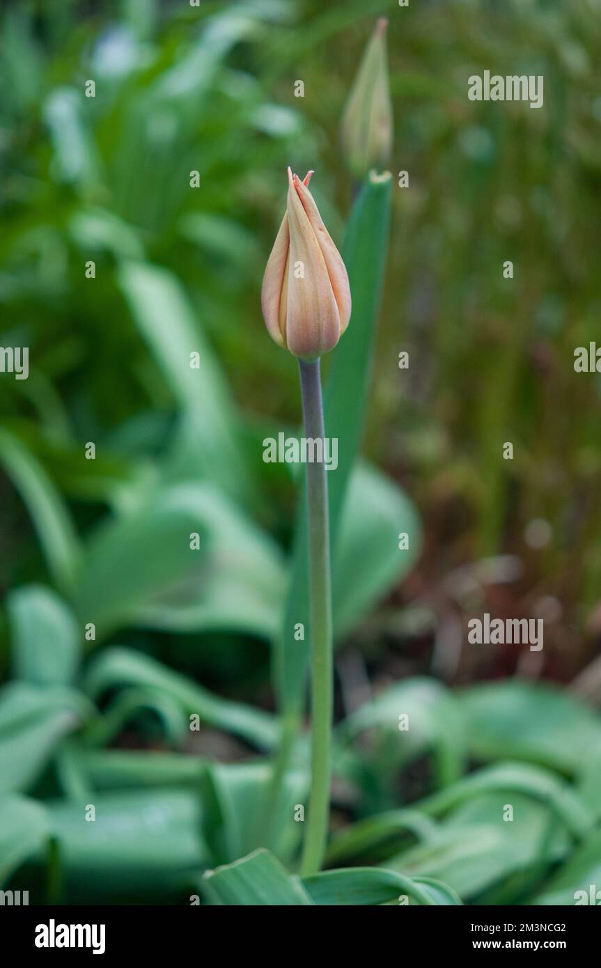 Tulip not yet in bloom at Cornell Botanic Gardens Stock Photo Alamy