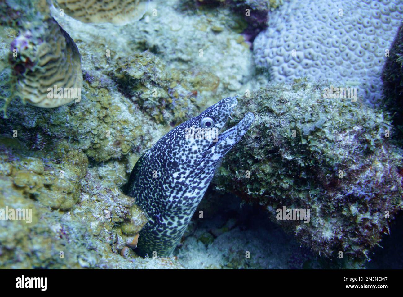 A beautiful spotted moray eel in the colourful coral reef. Scuba Diving underwater photography Stock Photo