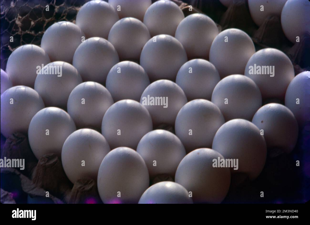 Poultry Farm at Nammakal, Tamil Nadu Poultry farming is beneficial