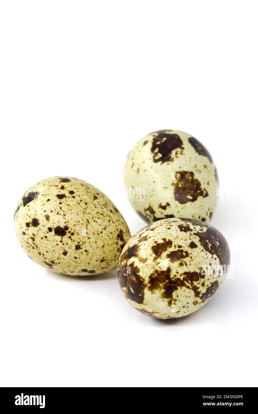 Quail eggs in a group, a delicacy with great taste qualities. Selective