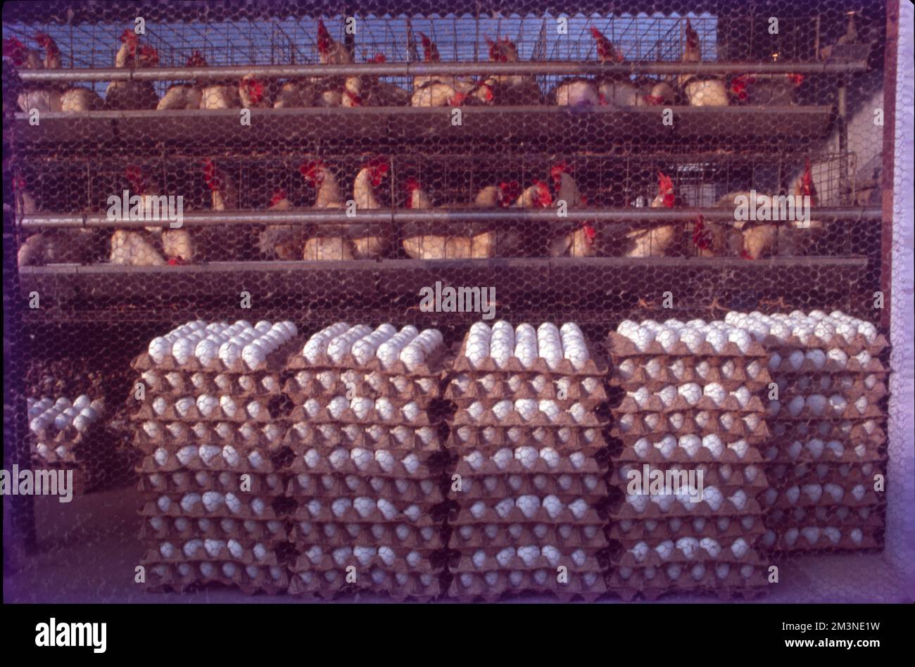 Poultry Farm at Nammakal, Tamil Nadu Poultry farming is beneficial