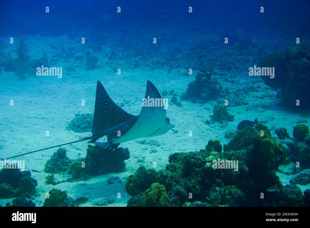 Spotted Eagle Ray Swimming In The Caribbean Sea. Blue Water. Relaxed