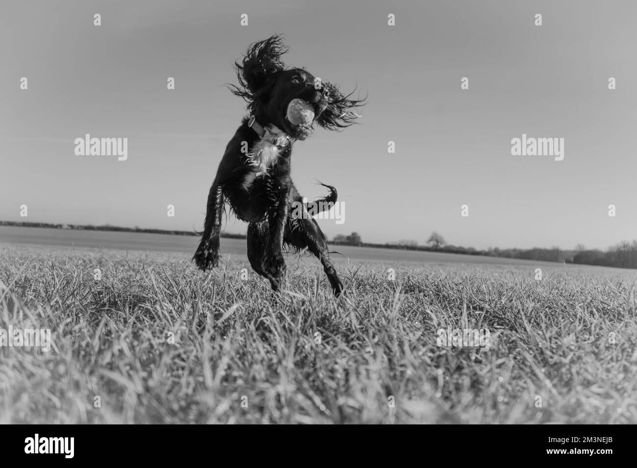 black and white picture of a dog leaping after catching a ball Stock Photo